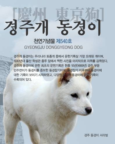 동경이. [사진 한국경주개동경이보존협회]