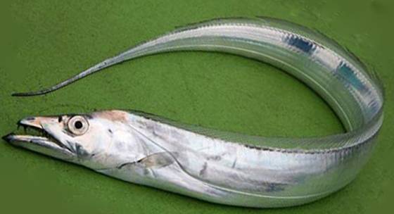 ‘일본산을 국내산으로 둔갑 판매한 수산물 현황’ 자료에 따르면 갈치가 11건으로 가장 많이 적발됐다. [중앙포토]