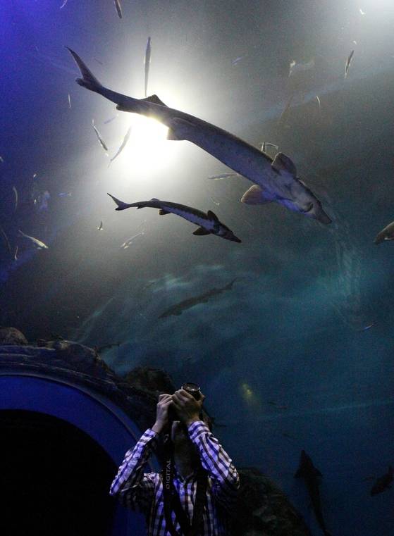 아치형 수족관에서 민물 철갑상어를 촬영하고 있는 관람객. [사진 단양군]