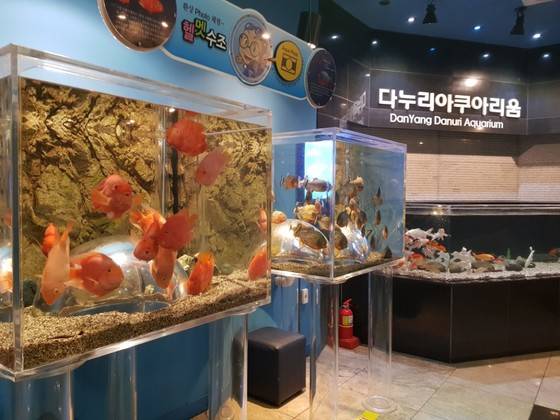 다누리 아쿠아리움에 있는 헬멧 수조는 밑으로 머리를 넣어 물고기를 볼 수 있다. 최종권 기자