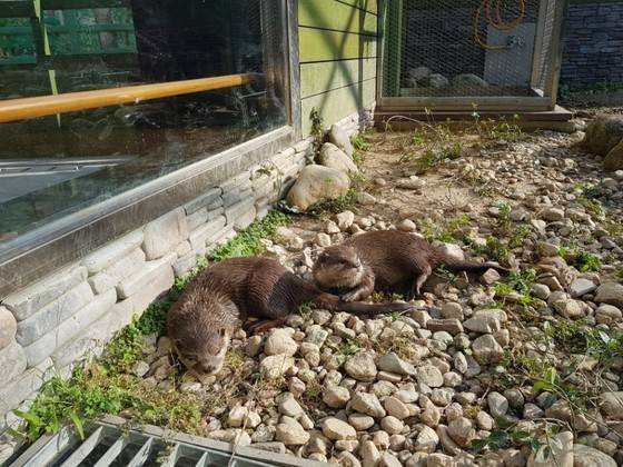 다누리 아쿠아리움에는 파충류와 양서류, 살아있는 수달도 만나볼 수 있다. 최종권 기자