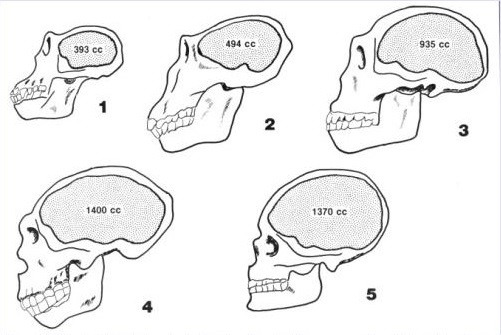 뇌의 용적량. 1. 침팬지 2. 오스트랄로피테쿠스 3. 호모 에렉투스 4. 네안데르탈인 5. 호모 사피엔스 [소프트피디어]