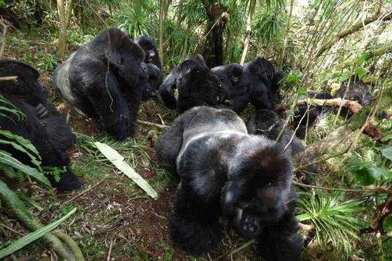 다이앤 포시가 생전에 연구했던 '실버백' 칸츠비(사진에서 아래쪽). 칸츠비의 등이 은색 털로 뒤덮인 모습을 볼 수가 있다. 칸츠비는 38세의 나이로 올해 초 은퇴한 후 5월 숨진채 발견됐다.[다이앤포시재단]