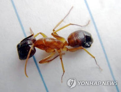 (서울=연합뉴스) 최근 일본에 맹독성 붉은 불개미가 항만을 통해 유입한 사실이 확인돼 현지 방역 당국에 비상이 걸렸다. 우리나라도 철저한 대비를 해야 한다. 사진은 2005년 중국 광동성 일대에서 발견된 붉은 불개미. 2017.9.20 [연합뉴스 자료사진]