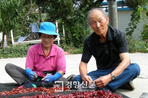 지난달 24일 강원 횡성군 횡성읍 정암2리 도호근·전금례씨 부부가 집 앞마당에서 가을볕에 말리는 붉은 고추를 다듬고 있다.