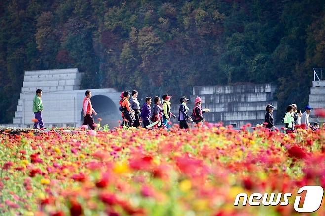 백일홍축제. 평창군 제공.© News1