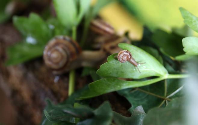 알에서 부화하면 소용돌이 모양의 나층이 2~3겹 정도 형성된다. 우상조 기자