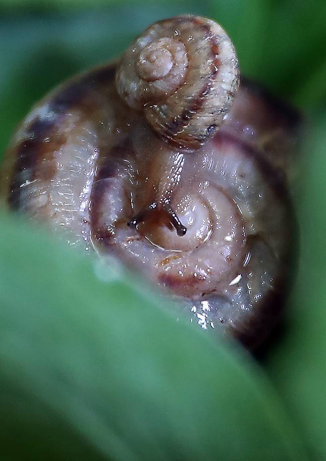 이때는 껍질이 얇고 면역력이 약해 건들이지 않는 것이 좋다. 우상조 기자