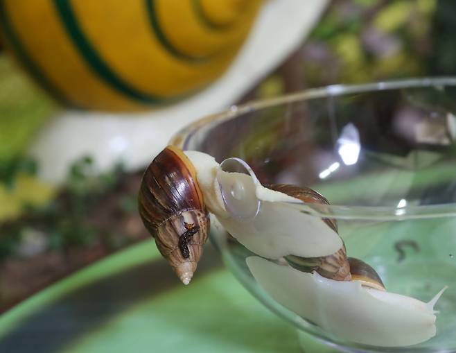 같은 백와 달팽이의 배설물 색상이 다르다. 우상조 기자