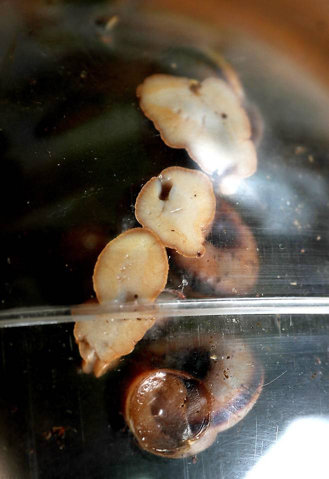 수분 손실을 막기 위해 달팽이는 껍데기로 들어간 후 점액질을 내뿜어 접촉 표면을 고정하고 수면이나 휴식을 취한다. 휴식 중인 흑와(아래)와 활동 중인 백와. 우상조 기자