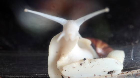 머리에는 뿔처럼 생긴 유연한 2쌍의 더듬이가 있는데, 대촉각과 소촉각으로 구별된다. 그리고 대촉각 끝에 시력은 거의 없지만 명암을 판별할 수 있는 눈이 있다. 우상조 기자