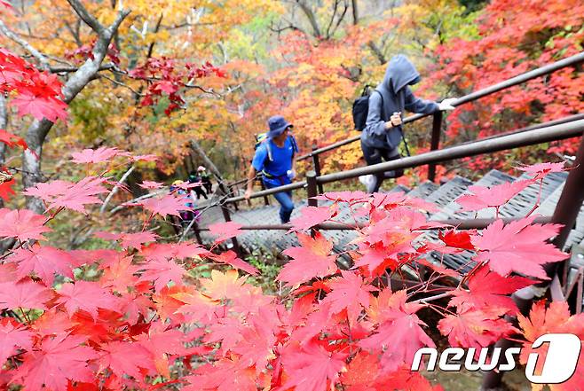 지난 6일 설악산 국립공원을 찾은 등산객들이 붉게 물든 단풍길을 오르고 있다. 2017.10.6/뉴스1 © News1 고재교 기자