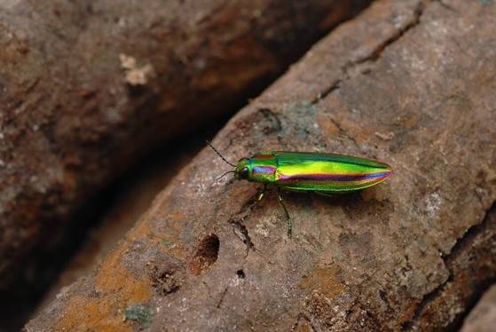 한국 고유종인 비단벌레(Korean Jewel Beetle)는 이번에 영문명을 얻었다. [사진 국립생물자원관]