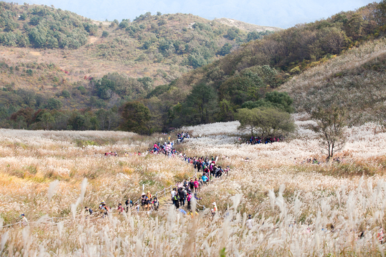 수도권의 대표적인 억새 명산인 경기도 포천 명성산. [사진 포천시]