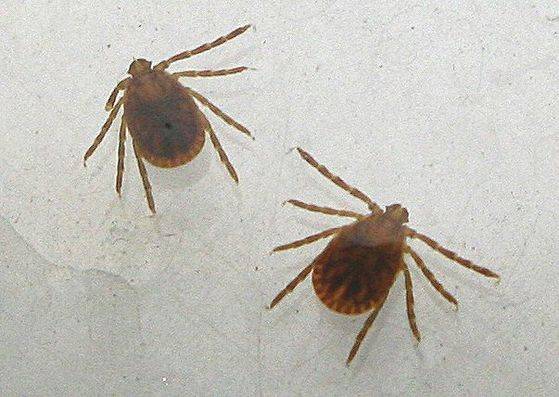 살인 진드기. [중앙포토]