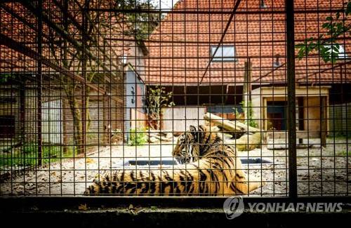 NETHERLANDS SYRIA TIGERS