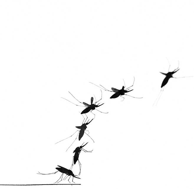 말라리아 모기가 빠른 날갯짓과 긴 다리를 이용해 숙주가 눈치채지 못하게 날아오르는 모습. 플로리안 뮈즈레스, 와게닝언대