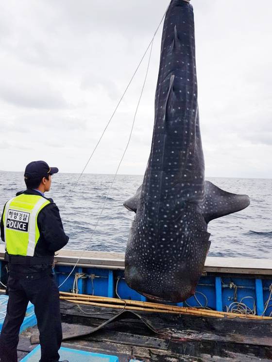 동해해양경찰서는 지난 19일 오전 10시께 강원 삼척항 동방 4마일 해상에서 정치망 그물에 걸린 고래상어 1마리를 바다로 돌려보냈다고 밝혔다.   해경이 삼척항내를 순찰 하던 중 어선 D호(15톤)의 갑판 위에 고래상어를 발견해 불법 포획 흔적을 확인 중 숨을 쉬고 있는 것을 확인, D호를 타고 나가 바다로 돌려보냈다. [연합뉴스]