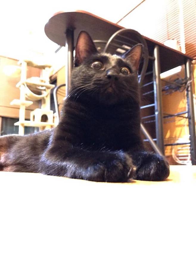 ‘망한 반려동물 사진 대회'를 처음 시작한 일본의 ‘오토나시'씨가 키우는 고양이 토라. 오토나시 제공