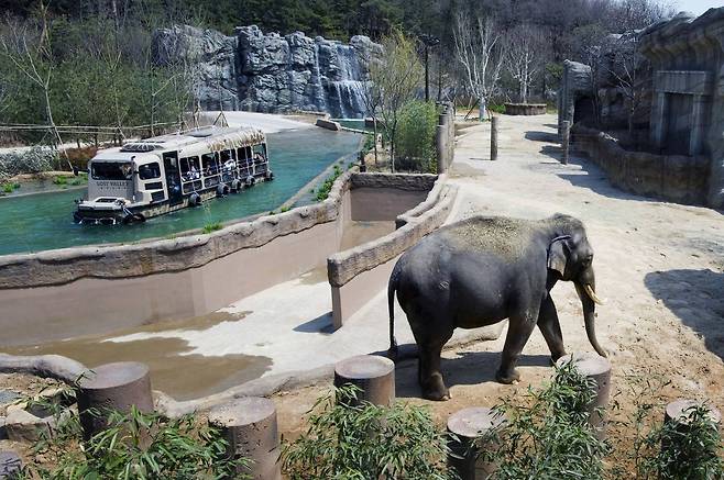 에버랜드 말하는 코끼리 코식이 [사진 에버랜드]