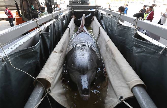 20년 전 제주 앞바다에서 불법 포획돼 서울대공원 동물원에서 사육되고 있던 남방큰돌고래 '금동'과 '대포' 2 마리가 고향인 제주 앞바로 가기 위해 지난 5월 22일 인천공항 아시아나 항공 화물기에 실리고 있다.김상선 기자