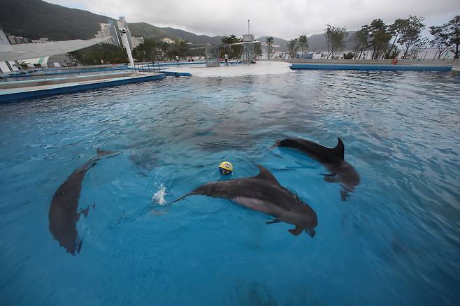 거제 씨월드의 돌고래 수족관 [사진 환경운동연합]