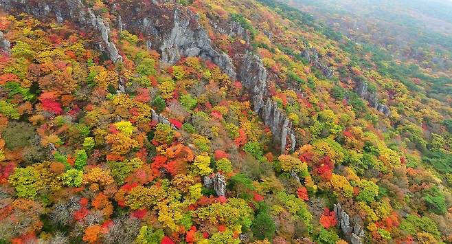 한라산 영실코스의 영실기암과 최근 절정을 이룬 단풍이 조화를 이루고 있다. 제주도 제공