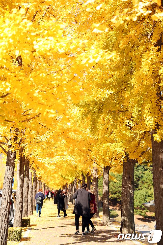 올 가을 들어 강원도가 가장 추운날을 기록한 30일 강원 원주시 흥업면 연세대학교 원주캠퍼스학생들과 시민들이 캠퍼스 내 은행나무길을 걸으며 아쉬운 가을을 만끽하고 있다.2017.10.30/뉴스1 © News1 권혜민 기자