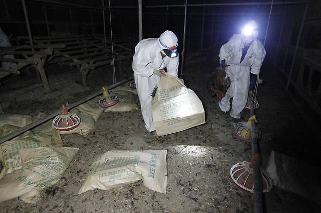 지난 8월 계란과 닭에서 모두 DDT(디클로로디페닐트라클로로에탄) 성분이 검출됐던 경북 영천의 토종닭 사육농장에서 닭 폐기작업이 진행되고 있다. 프리랜서 공정식