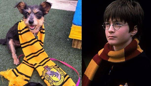 올랜도 반려동물 연합의 호그와트 콘셉트 보호소, 영화 해리포터와 마법사의 돌 스틸컷