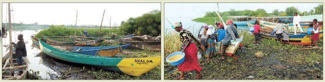 케냐 키수무에 ‘둥가’ 어촌의 어부들이 오전 조업을 준비하고 있다. 배들은 대개 노를 저어서 움직이는 목선이다(왼쪽 사진), 배에서 물고기 거래가 이뤄지고 있다. 어부들이 잡은 건 ‘오메나’라는 물고기다. [사진=박준규 기자]