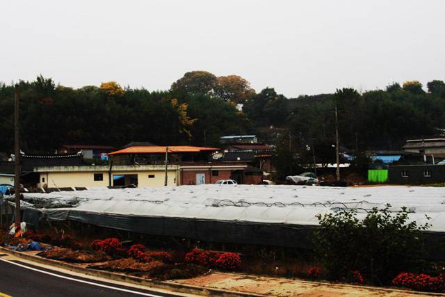 ▲ 1950년 11월 학살 당시 주민들이 집결했던 마을 어귀는 포도농사를 짓기 위한 비닐하우스로 덮여있다. ⓒ커버리지(정찬대)