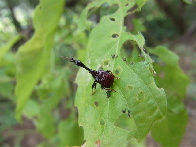 잎에 앉아있는 왕거위벌레. 거위벌레는 목이 길고 배가 상대적으로 짧아 거위나 오리의 모습을 연상케 한다. 국립생태원 제공