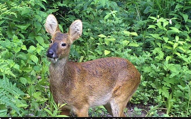 로드킬 희생이 많은 고라니 [중앙포토]