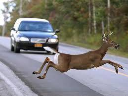 운전 중에 야생동물이 튀어나올 경우 급하게 핸들을 돌리거나 상향등을 사용하면 안된다.[중앙포토]