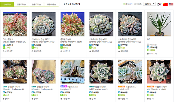 식물 오픈마켓 ‘심폴’에서 판매 중인 다육식물들 / 심폴 홈페이지 캡처