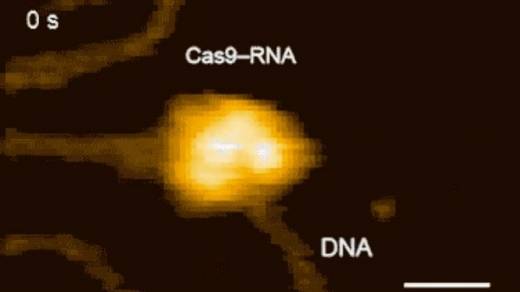 유전자 가위로 DNA 자르는 순간…세계 최초 포착