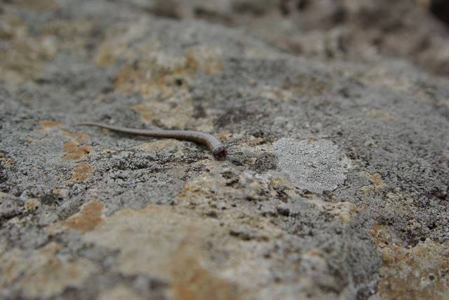 도마뱀의 꼬리는 잘려나간 뒤 한참을 파닥거리며 적의 시선을 끈다. 꼬리가 움직임을 멈췄을 때 도마뱀은 이미 멀리 떠난 뒤다. 국립생태원 제공