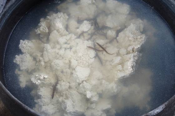 간수 빼고 식힌 순두부에 미꾸라지를 쏟아붓자 낯선 환경 때문인지 한두 마리만 돌아다니고 나머지는 처음 떨어진 자리에 모여 있다.