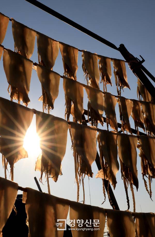 강원 강릉시 주문진항에서 해풍 건조를 위해 널어놓은 오징어가 햇빛을 받아 반짝이고 있다. 오징어 성어기를 맞아 분주해야 할 주문진항은 어획량 급감으로 어민들이 대부분 조업을 포기해 썰렁한 모습이었다. 주문진 | 정지윤 기자 color@kyunghyang.com