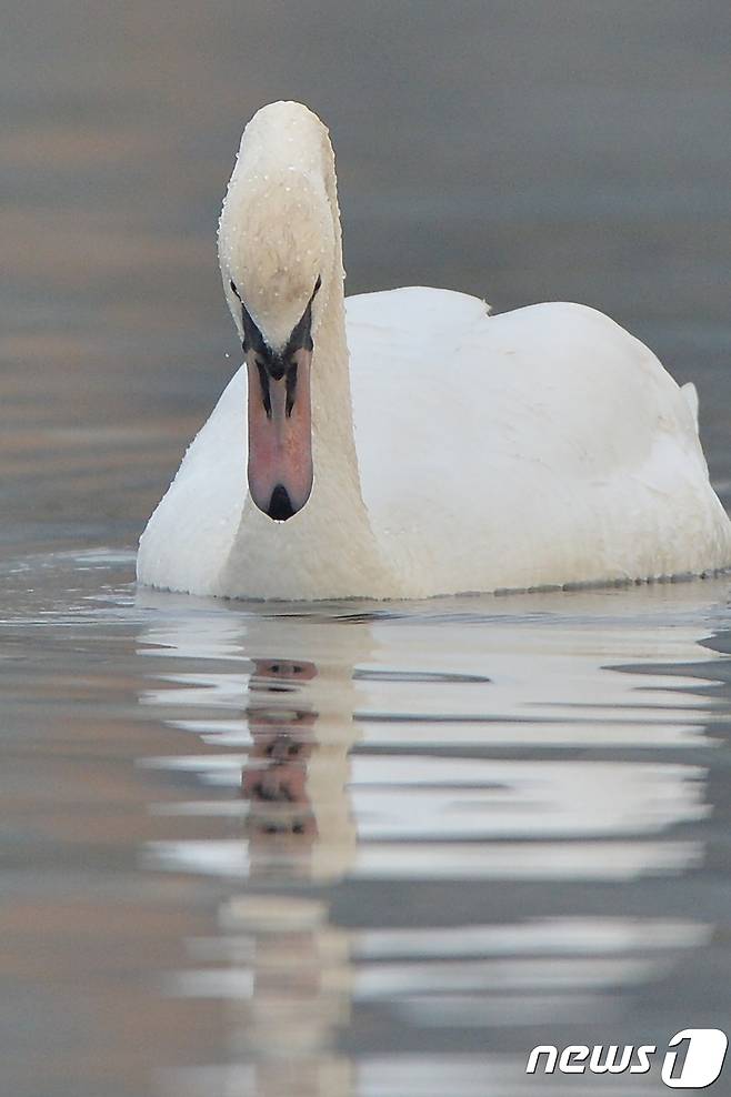 멸종위기 1급이자 천연기념물 201-3호인 혹고니가 7일 오전 경북 포항시 남구 연일읍 저수지에서 먹잇감을 찾고 있다.기러기과의 혹고니는 큰고니와 비슷한 크기이지만 목둘레가 좀 더 굵은 편이다. 국내에서 좀 처럼 보기 힘든 철새로 환경부가 2012년 5월 31일부터 멸종위기야생동물 1급으로 지정해 보호하고 있다.2017.12.7/뉴스1 © News1 최창호 기자