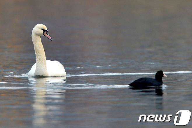 멸종위기 1급이자 천연기념물 201-3호인 혹고니가 7일 오전 경북 포항시 남구 연일읍 저수지에서 먹잇감을 찾고 있다.기러기과의 혹고니는 큰고니와 비슷한 크기로 목둘레가 좀 더 굵은 편이며 윗부리는 주홍색,기부에 검은혹이 있는 것이 특징이다.국내에서 좀 처럼 보기 힘든 철새로 환경부가 2012년 5월 31일부터 멸종위기야생동물 1급으로 지정해 보호하고 있다.2017.12.7/뉴스1 © News1 최창호 기자