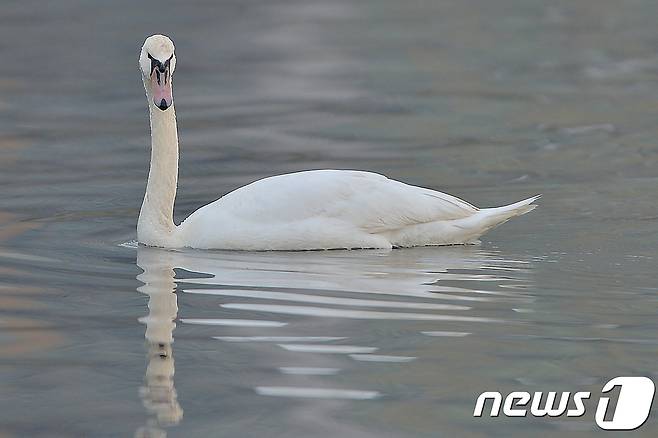 멸종위기 1급이자 천연기념물 201-3호인 혹고니가 7일 오전 경북 포항시 남구 연일읍 저수지에서 먹잇감을 찾고 있다.기러기과의 혹고니는 큰고니와 비슷한 크기로 목둘레가 좀 더 굵은 편이며 윗부리는 주홍색,기부에 검은혹이 있는 것이 특징이다.국내에서 좀 처럼 보기 힘든 철새로 환경부가 2012년 5월 31일부터 멸종위기야생동물 1급으로 지정해 보호하고 있다.2017.12.7/뉴스1 © News1 최창호 기자