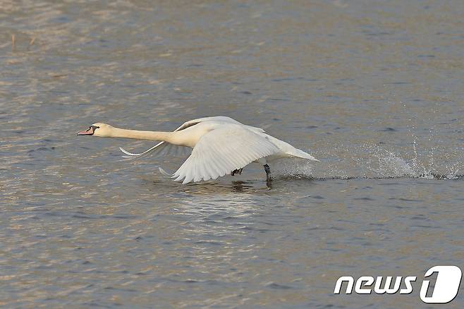 멸종위기 1급이자 천연기념물 201-3호인 혹고니가 7일 오후 경북 포항시 남구 연일읍 저수지에서 수면위를 힘차게 달리고 있다.기러기과의 혹고니는 큰고니와 비슷한 크기로 목둘레가 좀 더 굵은 편이며 윗부리는 주홍색,기부에 검은혹이 있는 것이 특징이다.국내에서 좀 처럼 보기 힘든 철새로 환경부가 2012년 5월 31일부터 멸종위기야생동물 1급으로 지정해 보호하고 있다.2017.12.7/뉴스1 © News1 최창호 기자