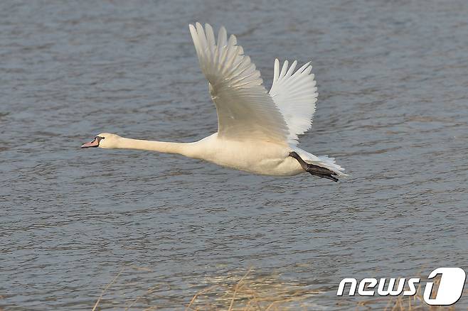 멸종위기 1급이자 천연기념물 201-3호인 혹고니가 7일 오후 경북 포항시 남구 연일읍 저수지에서 수면위를 힘차게 날아오르고 있다.기러기과의 혹고니는 큰고니와 비슷한 크기로 목둘레가 좀 더 굵은 편이며 윗부리는 주홍색,기부에 검은혹이 있는 것이 특징이다.국내에서 좀 처럼 보기 힘든 철새로 환경부가 2012년 5월 31일부터 멸종위기야생동물 1급으로 지정해 보호하고 있다.2017.12.7/뉴스1 © News1 최창호 기자