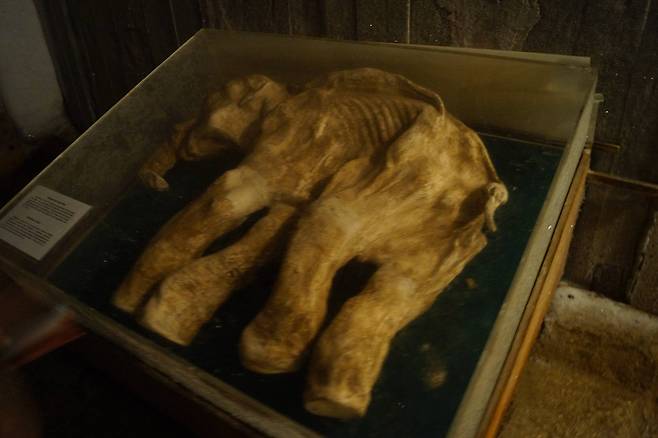 발굴된 매머드 사체, 야쿠츠크 영구동토박물관 강찬수 기자