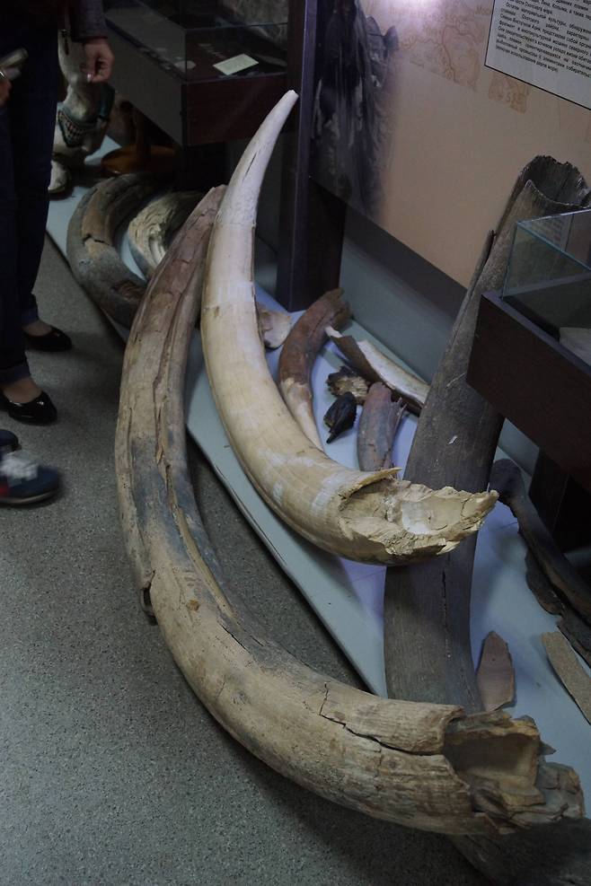 매머드 상아, 하바로브스크 박믈관. 강찬수 기자