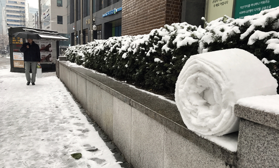 돌돌 말린 눈이 마치 거대한 롤케이크처럼 보인다. 김성룡 기자
