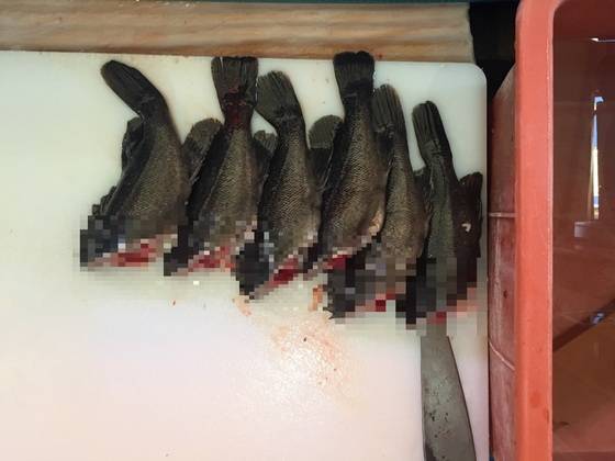 포항 수향회식당은 물회 횟감으로 우럭 한 종만 쓴다.