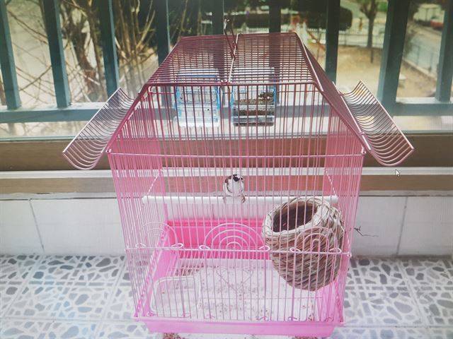 작은 아들이 연탄가스의 유독성을 실험하기 위해 범행에 앞서 구입한 새. 정작 일가족 3명이 살해되는 와중에도 살아 남았다. 전주 덕진경찰서